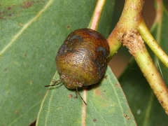 Solenotichus circuliferus