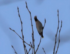 Bombycilla garrulus garrulus