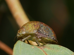 Solenotichus circuliferus