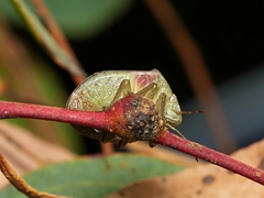 Solenotichus circuliferus