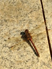 Sympetrum