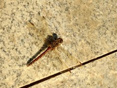 Sympetrum