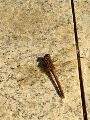 Sympetrum