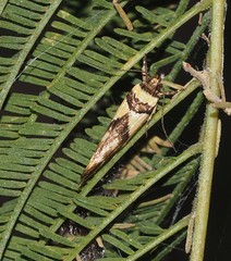 Macrobathra desmotoma