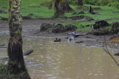 Pteronetta hartlaubii