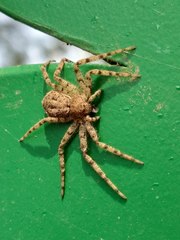 Philodromidae