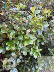 Viburnum taitoense
