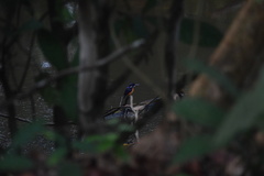 Alcedo quadribrachys