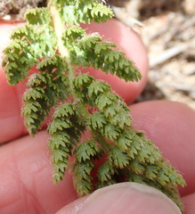 Anemia caffrorum