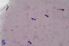 Bacillus
