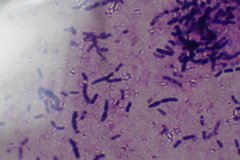 Bacillus