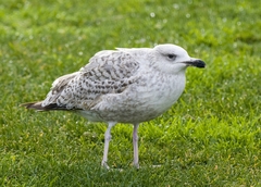 Larus