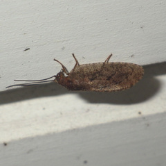 Drepanepteryx algida