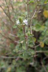 Aeollanthus buchnerianus