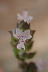 Aeollanthus buchnerianus