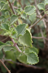 Aeollanthus buchnerianus