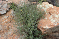 Aeollanthus buchnerianus