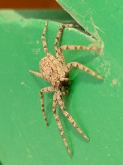 Philodromidae