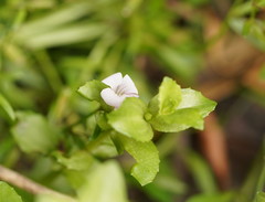 Gratiola peruviana