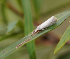 Asmicridea edwardsii