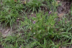 Lycianthes moziniana