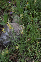 Lithospermum strictum