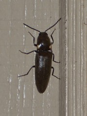 Deilelater physoderus