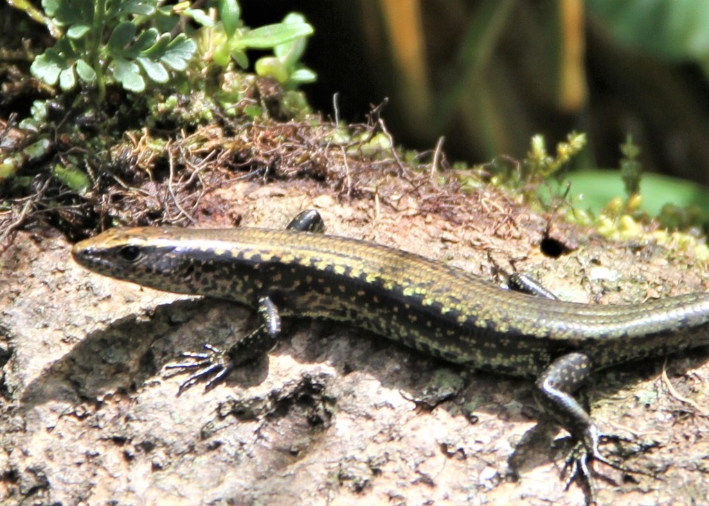 Lobulia Ground-skinks