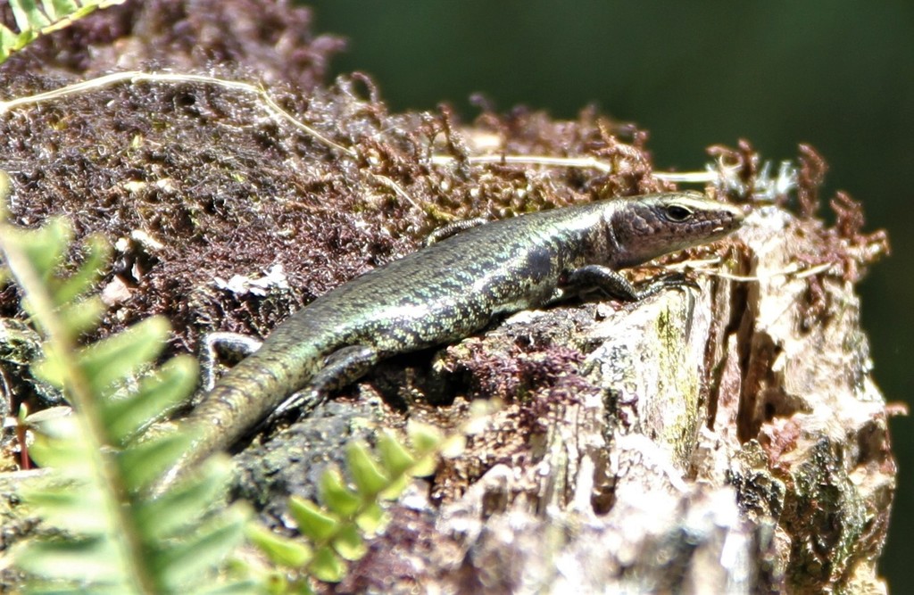 Papuascincus