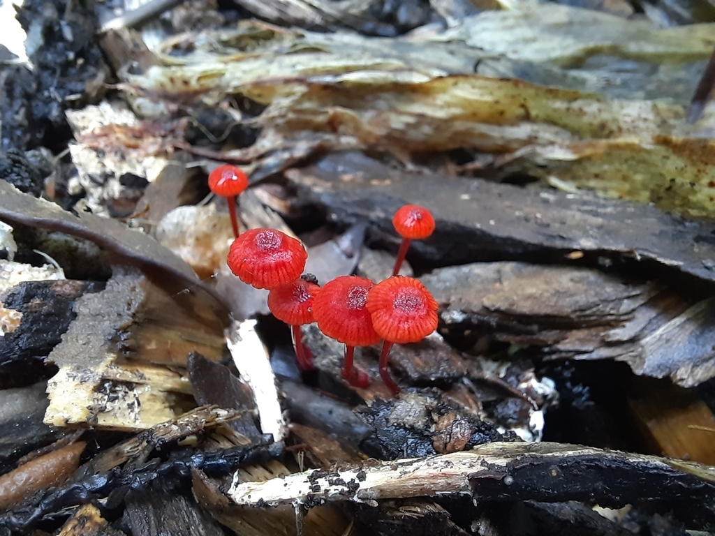 Ruby Bonnot ruby bonnet from Ilam, Christchurch, New Zealand on February 14, 2022 ...