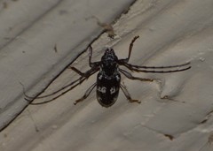 Elaphidion mimeticum