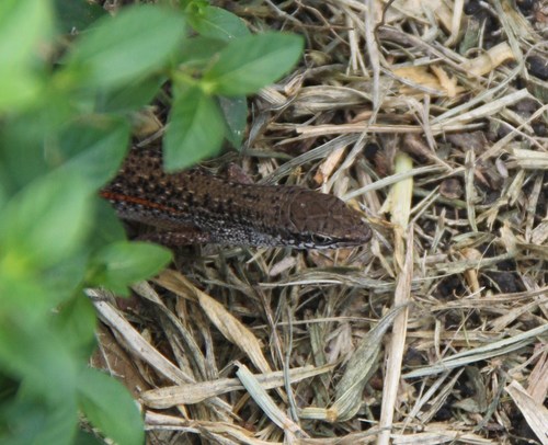 Carlia bicarinata observed 2011-06-26