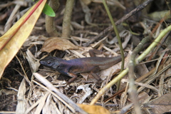 Mourning Rainbow-Skink photo 2
