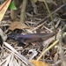 Mourning Rainbow Skink - Photo (c) Graham Armstrong, some rights reserved (CC BY-NC), uploaded by Graham Armstrong