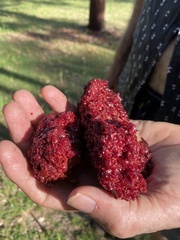 Corymbia clarksoniana