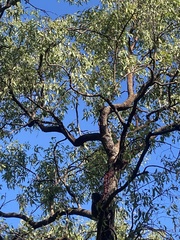 Corymbia clarksoniana