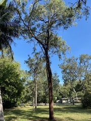 Corymbia clarksoniana