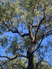Corymbia clarksoniana