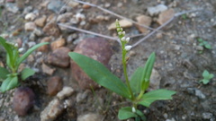 Spigelia polystachya