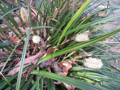Carex oshimensis, photograph 2