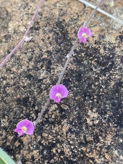 Tephrosia lupinifolia