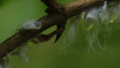 Prociphilus xylostei