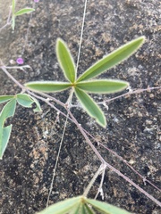 Tephrosia lupinifolia