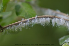 Prociphilus xylostei