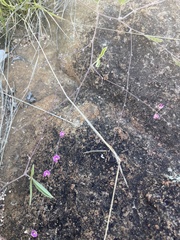 Tephrosia lupinifolia