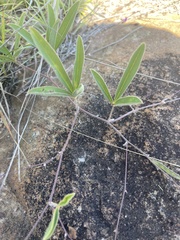 Tephrosia lupinifolia