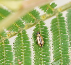 Monolepta subsuturalis