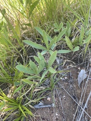 Tephrosia lupinifolia