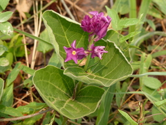 Prestonia erecta