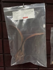 Dipterocarpus grandiflorus